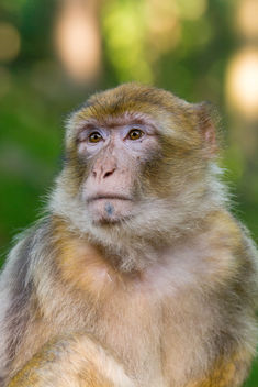 Barbary Macaque - Kostenloses image #448701