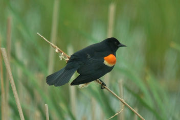 Red-Winged Blackbird - Horicon Marsh - Kostenloses image #448951