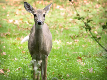 Bambi III - Kostenloses image #448971