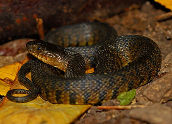 Mississippi Green Water Snake (Nerodia cyclopion) - Free image #448991