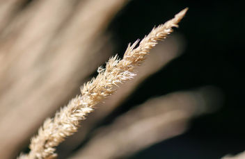 Wheat Cereal Grain close-up - Free image #449011