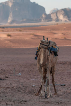 Lonely Camel - Free image #449251