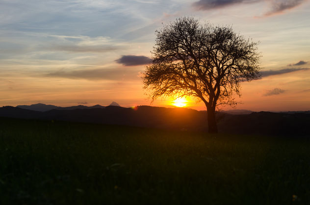 Just a Tree in a beautiful Sunset - image #449421 gratis