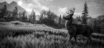 TheHunter: Call of the Wild / Black and White - image gratuit #449521 