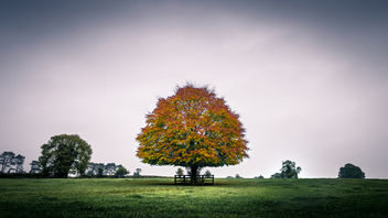 The tree - Kildare, Ireland - Landscape photography - Kostenloses image #449751
