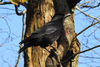 crow or raven - image gratuit #450291 
