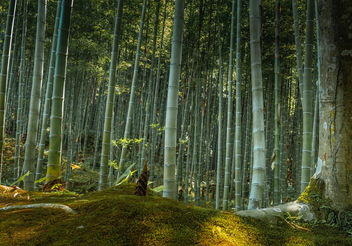 Sagano Bamboo Forest at Arashimaya - image gratuit #450301 