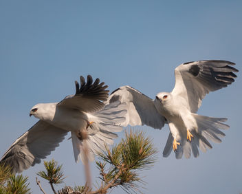 White-tailed Kites - image #451021 gratis