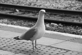 Hello - welcome to Cardiff Central - let me relieve you of your bacon sandwich or any other food you have. - Free image #451201