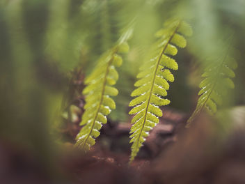 Veiled ferns - image #451331 gratis