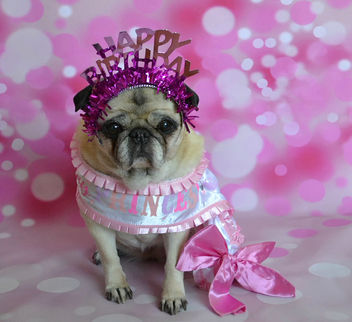 Happy 13th Birthday Bailey Puggins! - image #451421 gratis