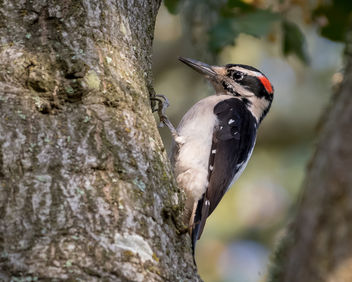 Hairy Woodpecker - Free image #451461