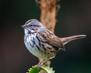 Song Sparrow - Free image #451521
