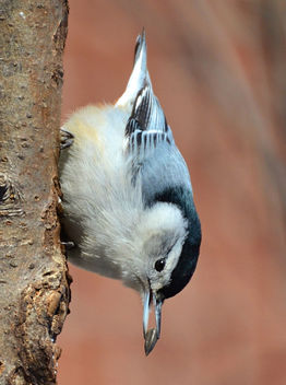 My First Upside Down 'Ninja' Nuthatch - Kostenloses image #451711