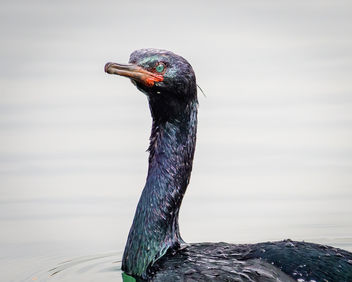 Pelagic Cormorant (breeding plumage) - бесплатный image #451991