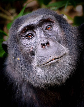 Chimpanzee - Free image #452201