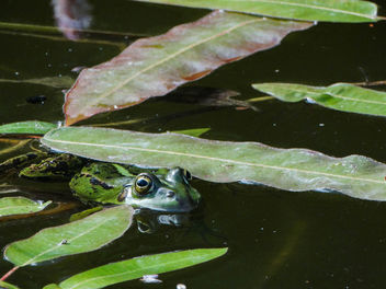Edible frog // Pelophylax kl. esculentus - бесплатный image #452261