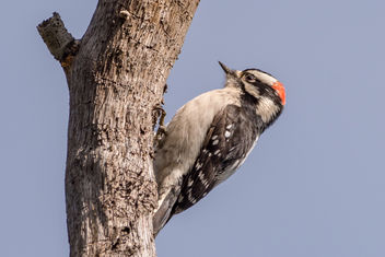 Downy Woodpecker (m) - image #452331 gratis
