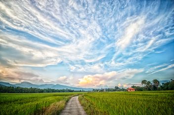 Landscape with rice field - бесплатный image #452431