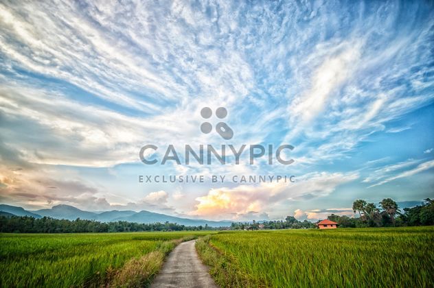Landscape with rice field - Free image #452431