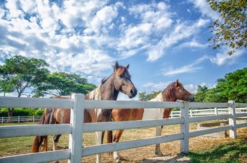 Pair of horses on farm - image #452531 gratis