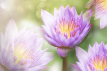 lotus close up - image gratuit #452561 