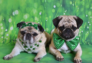 The Puglets Are St. Patrick's Day Ready! - бесплатный image #452651