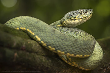 Two lined forest pit-viper (Bothriopis bilineata) - Free image #452711