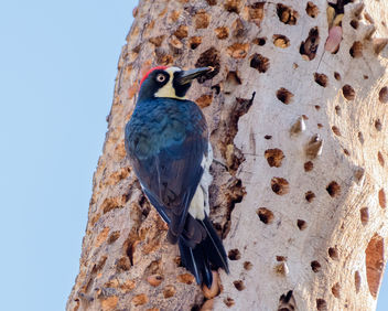 Acorn Woodpecker (m) in granary tree - Free image #452731