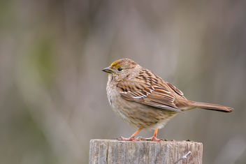 Golden-crowned Sparrow (immature) - Free image #452751