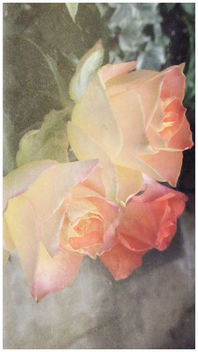 Roses in shades of pink... - бесплатный image #452791