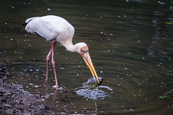 Yellow-billed Stork, Sungei Buloh Wetland Reserve, Singapore - image gratuit #452831 