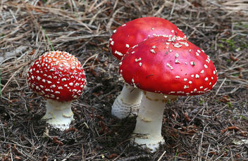 Fly agaric. - image #452841 gratis