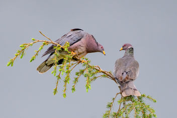 Band-tailed Pigeon Couple - Kostenloses image #452921