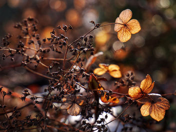 Dried leaves in the sun - image #453011 gratis