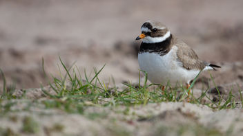 Bontbekplevier / Charadrius hiaticula / Common Ringed Plover - Kostenloses image #453421