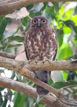 Brown hawk-owl - image #453451 gratis