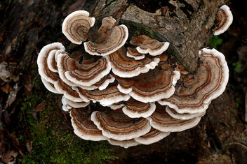 Turkey tail Fungus. - Kostenloses image #453781