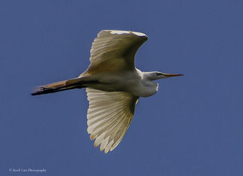 Common Egret - image #453951 gratis