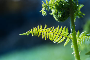 Fern in the light - Kostenloses image #453961