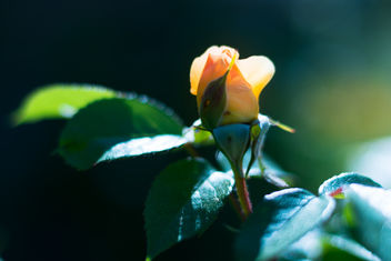 Morning Rose - image gratuit #454101 