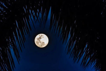 Tropical Moon - image gratuit #454401 