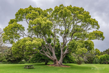 Australian tree in New Zealand - image #454411 gratis