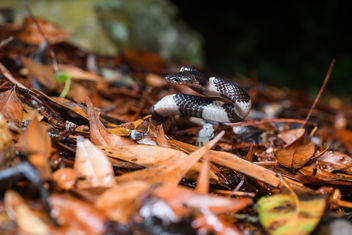 Lycodon fasciatus, Banded wolf snake - Phu Kradueng National Park - Free image #454531
