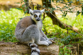 Lemur - Free image #454601