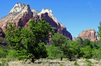 Sandstone Formations and Cottomwoods, Zion NP 2014 - image gratuit #454651 