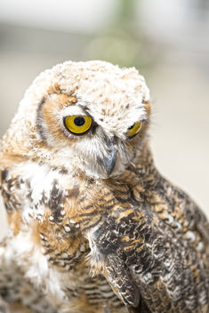Fluffy Owl Chick - image gratuit #454681 