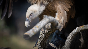 Vale gier / Griffon Vulture / Gyps fulvus - image #454721 gratis