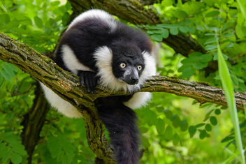 Lemur - Free image #454741