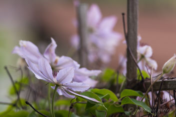 Winding Clematis ~ Huron River and Watershed - бесплатный image #455011